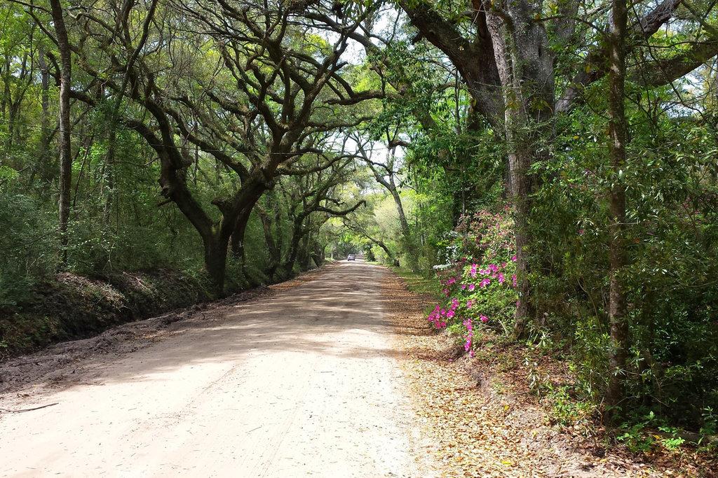 Pet Friendly Edisto Island Airbnb Rentals