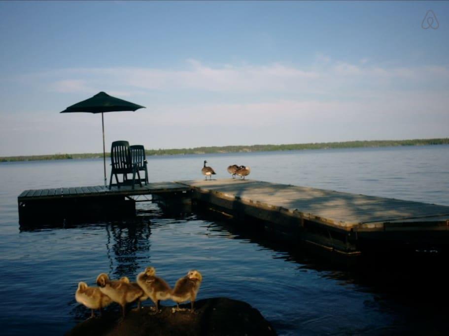 Pet Friendly Vacation Rentals In Manitoba Bringfido
