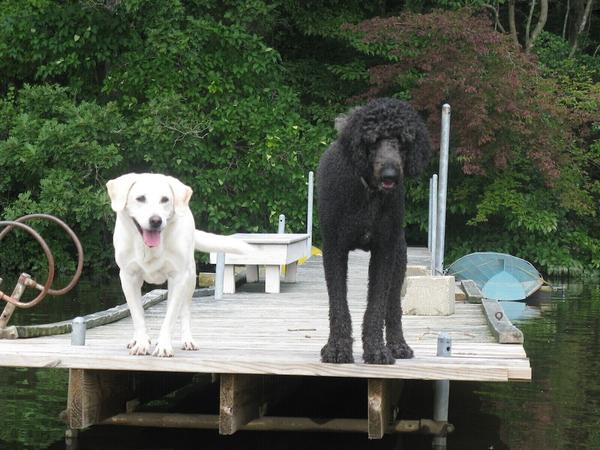 Moot Point Farm Pet Policy