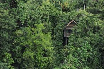 Resort permai rainforest