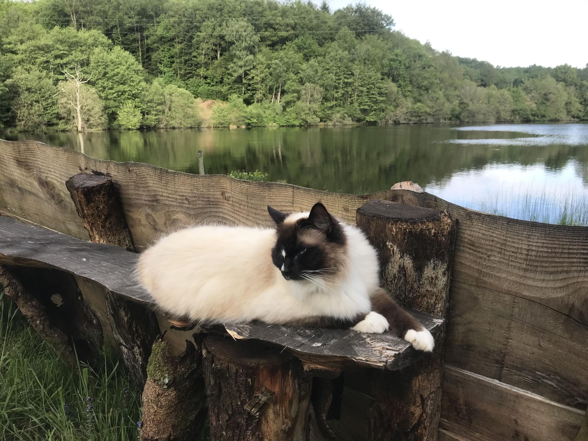 Pet Friendly Private Lake & Gite Surrounded by Acres of Nature