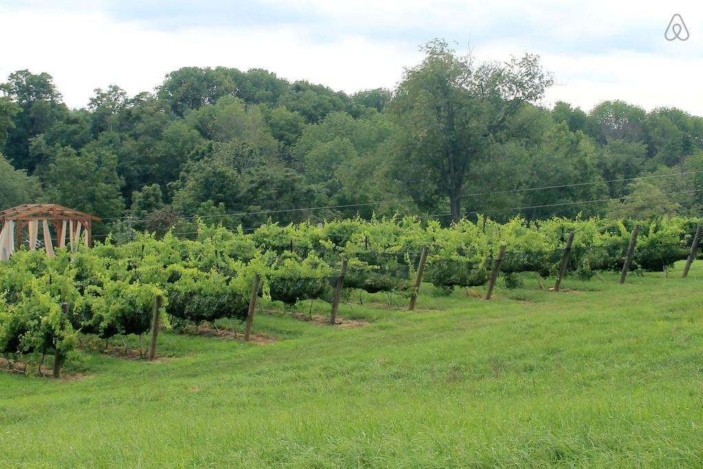 Sparta Airbnb Rentals Pet Policy