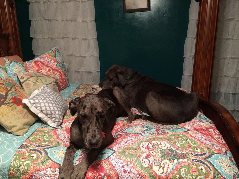 Pet Friendly Jonesboro Airbnb Rentals