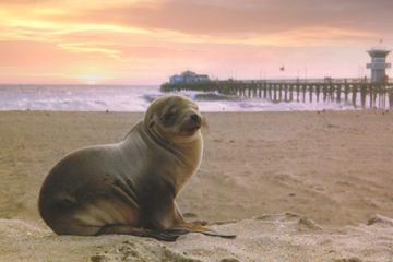 Bayfront Delight: Seal Beach, Marina Area, Naples - Great Runs