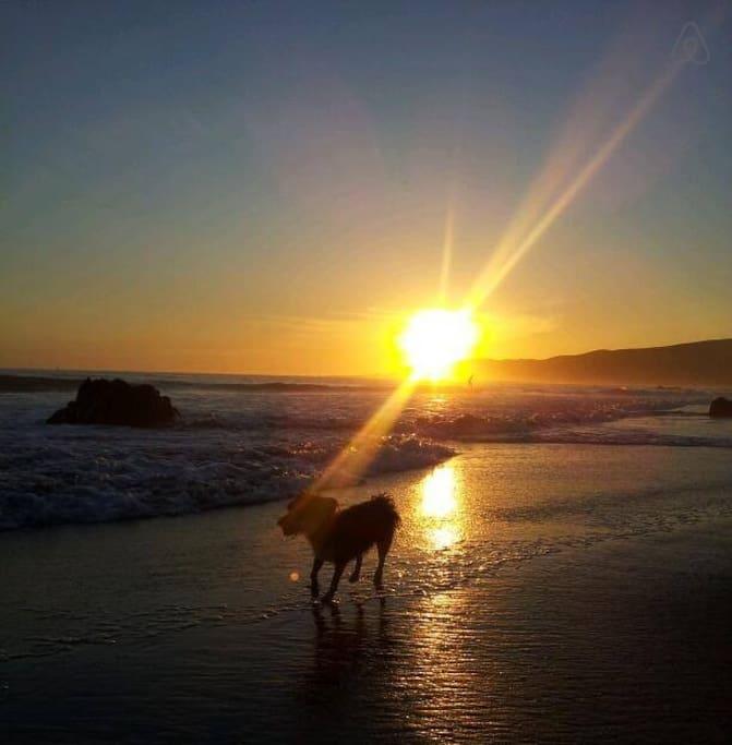 Cayucos Airbnb Rentals Pet Policy