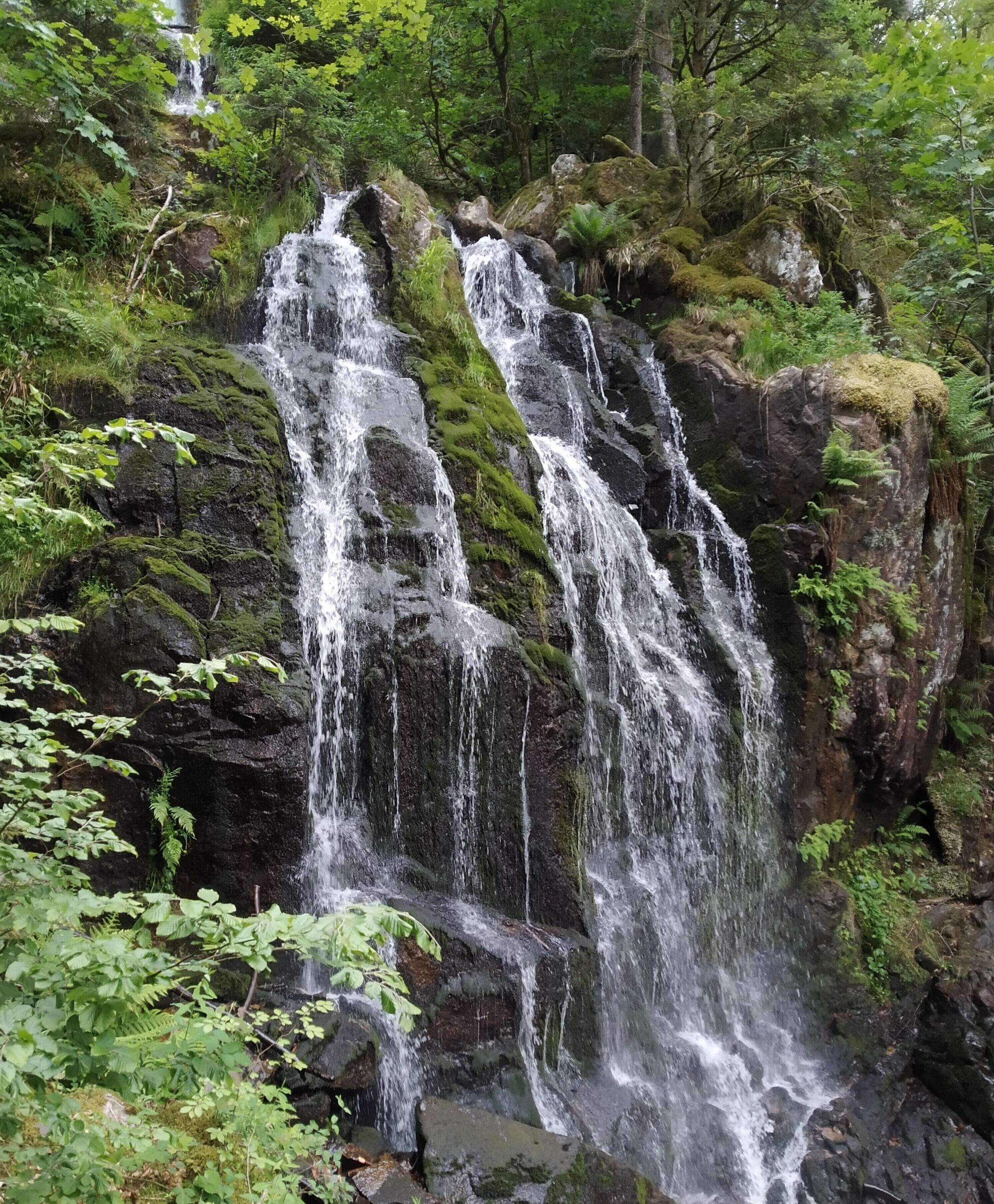 Pet Friendly Le Gîte Hautes Vosges 