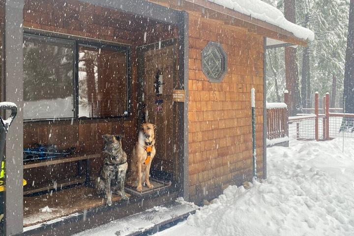Pet Friendly 2 Dog Lodge