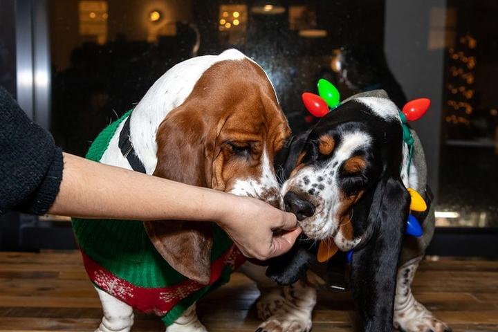 Dog-Friendly Christmas Treats