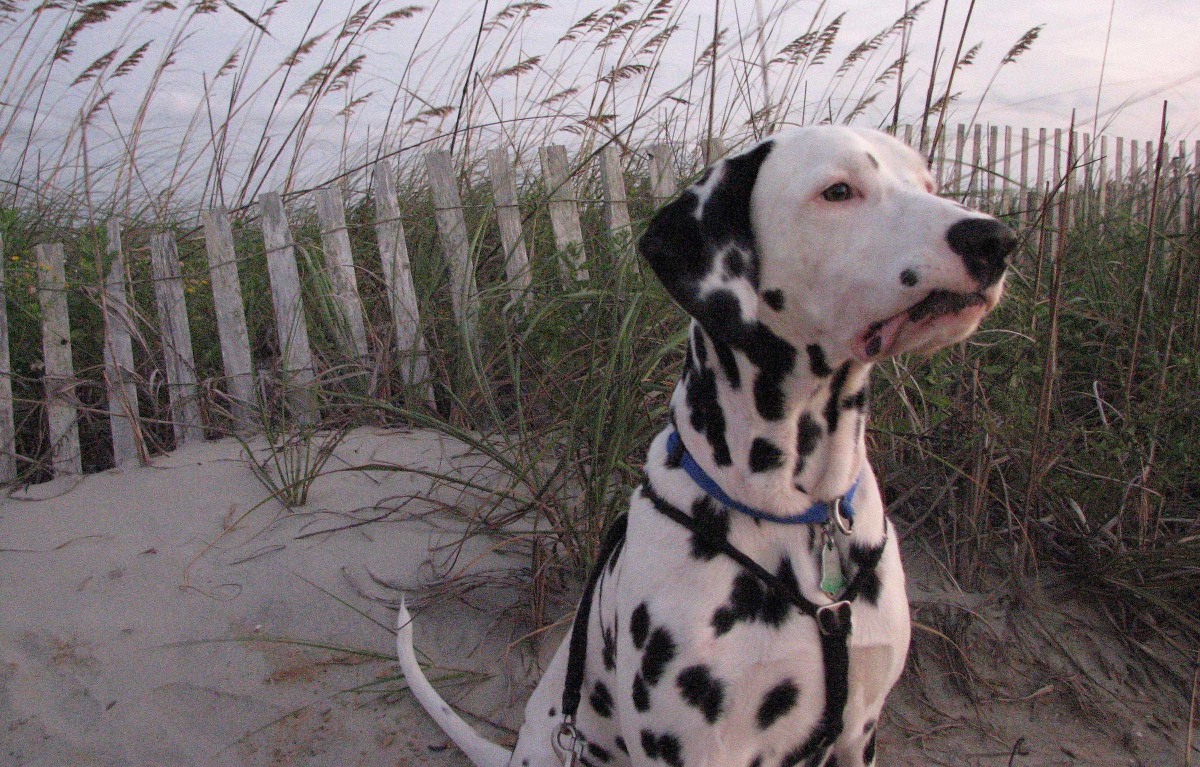 Pictures of Dogs in Myrtle Beach, SC - BringFido