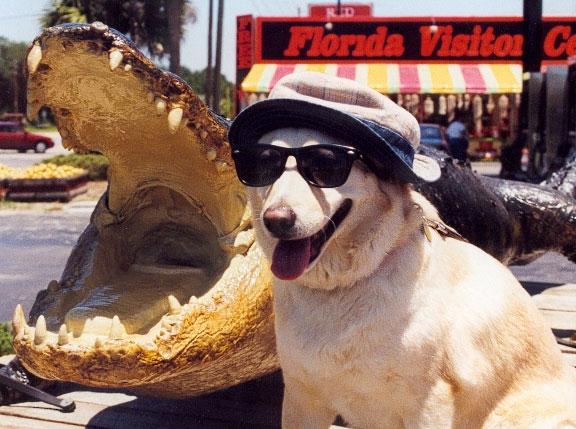 Dog Friendly Florida Bringfido