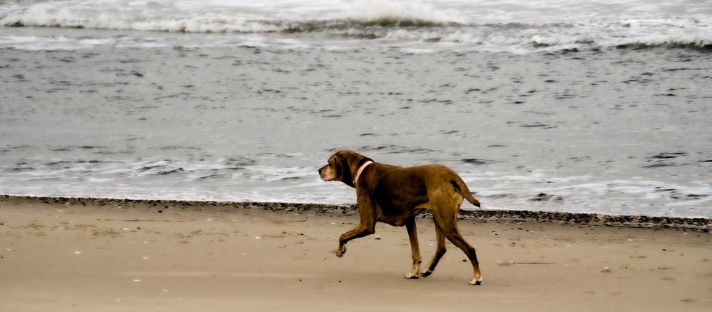 Dog Friendly Ocean City Md Bringfido