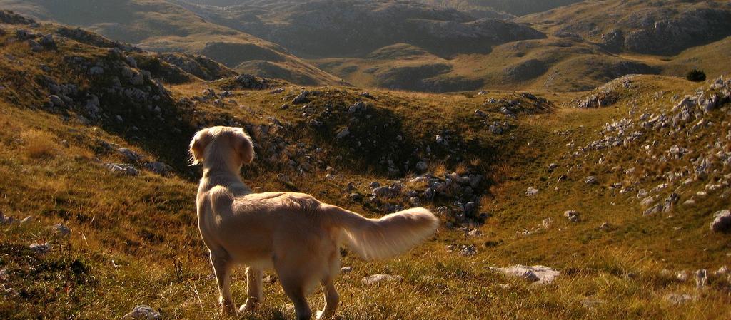Dog Friendly Bosnia and Herzegovina