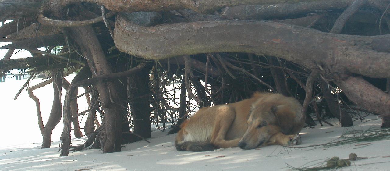 Dog Friendly Gabon