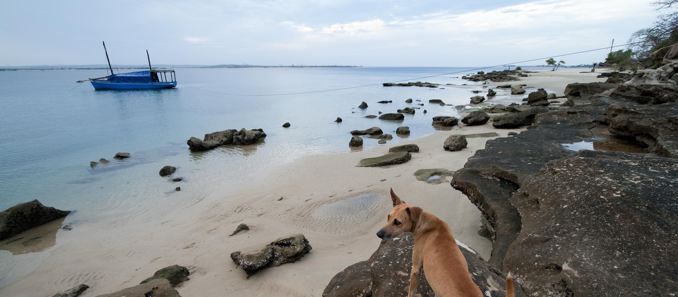 Dog Friendly Mozambique