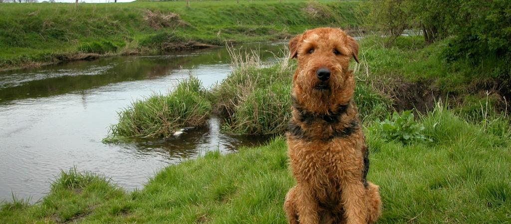 Dog Friendly Galway, IE