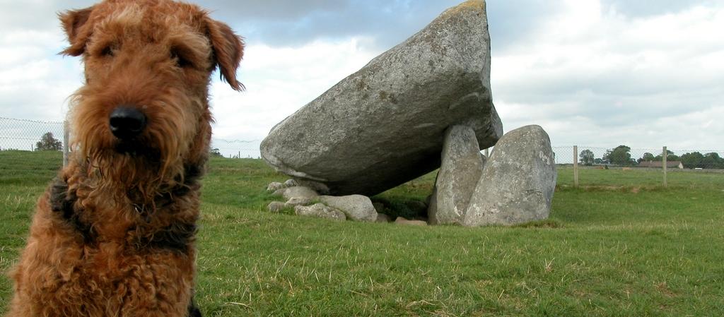 Dog Friendly Carlow, IE