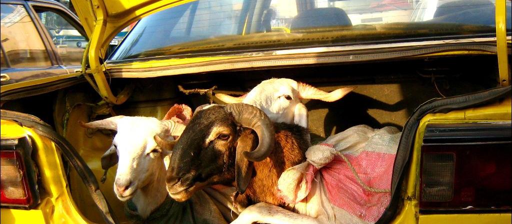 Dog Friendly Mali