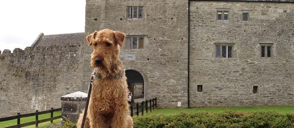 Dog Friendly Ireland