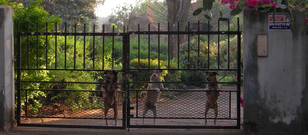 Dog Friendly Malawi