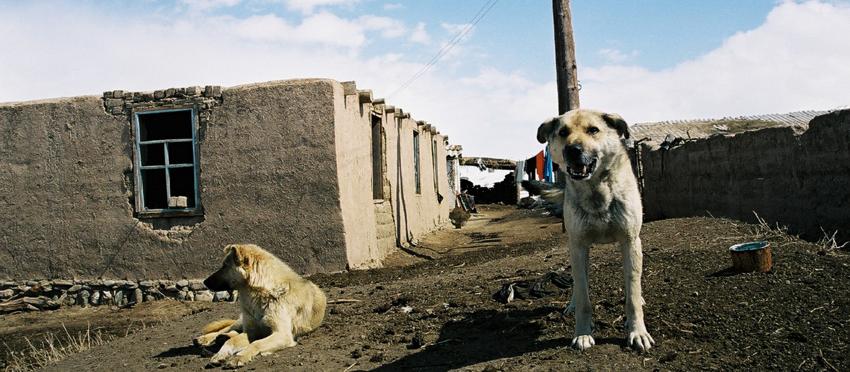 Dog Friendly Kyrgyzstan