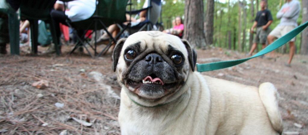 Dog Friendly Talladega, AL