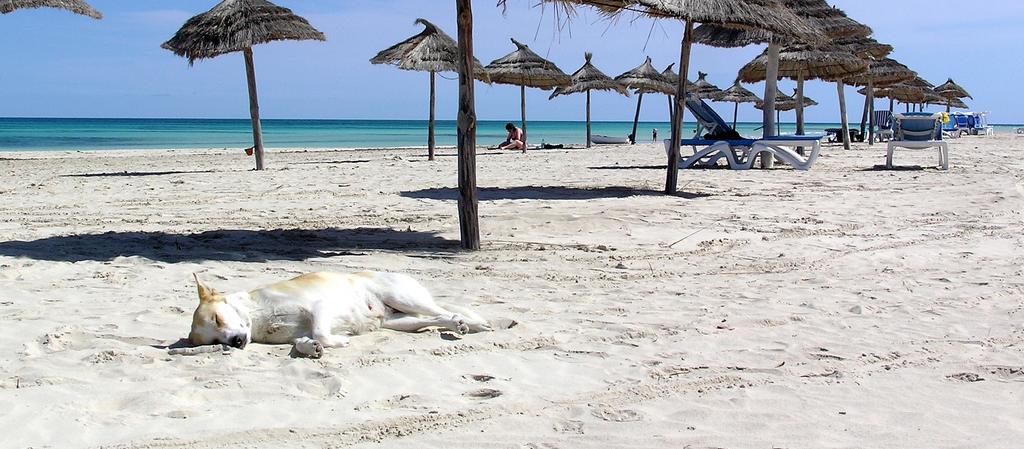 Dog Friendly Tunisia