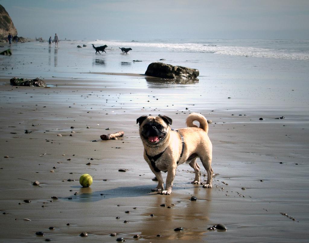 Arroyo Burro Dog Beach