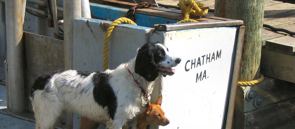 Dog Friendly Chatham, MA