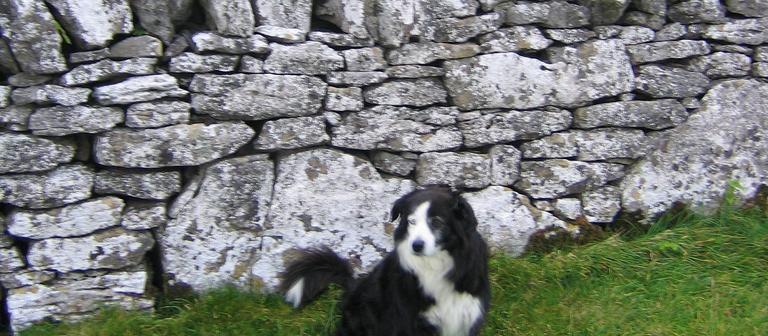 Dog Friendly Clare, IE