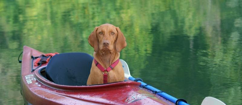 Dog Friendly Indiana
