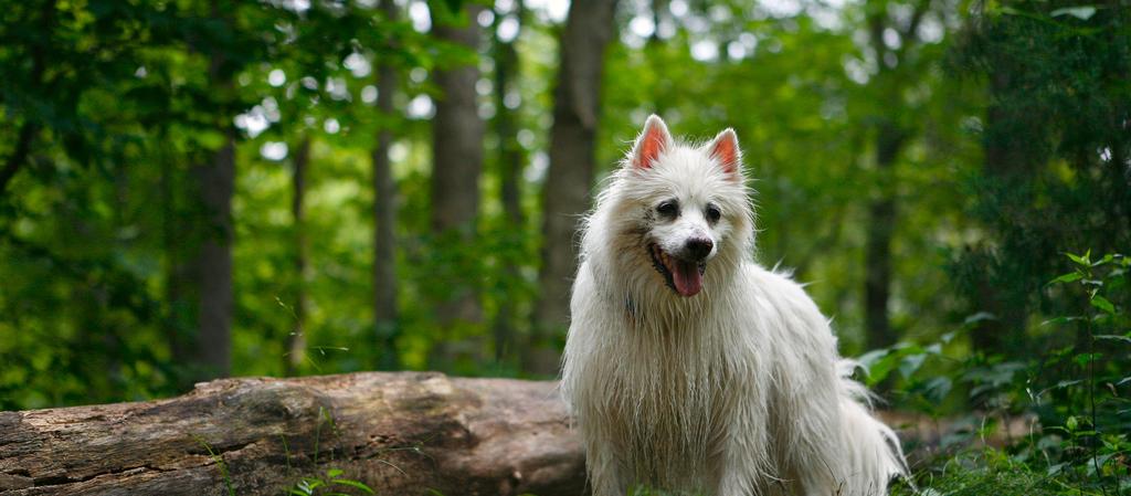 Dog Friendly Massachusetts