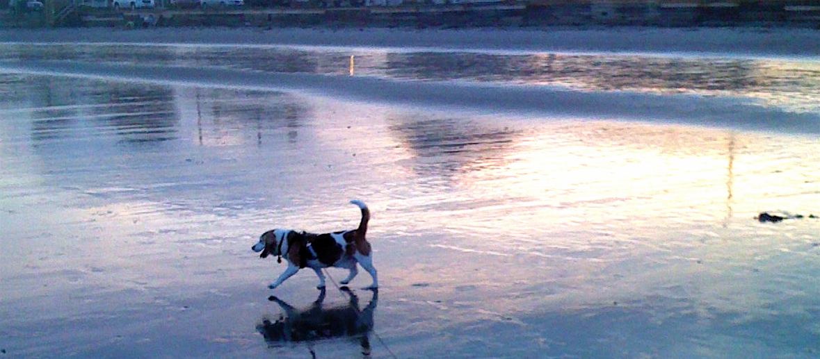 Dog Friendly Kennebunk, ME