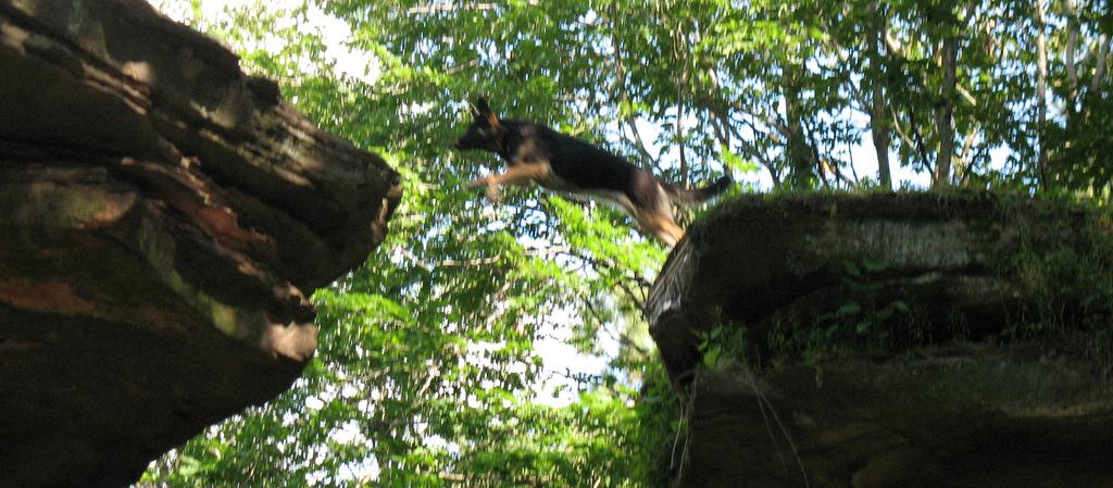 Dog Friendly Wisconsin