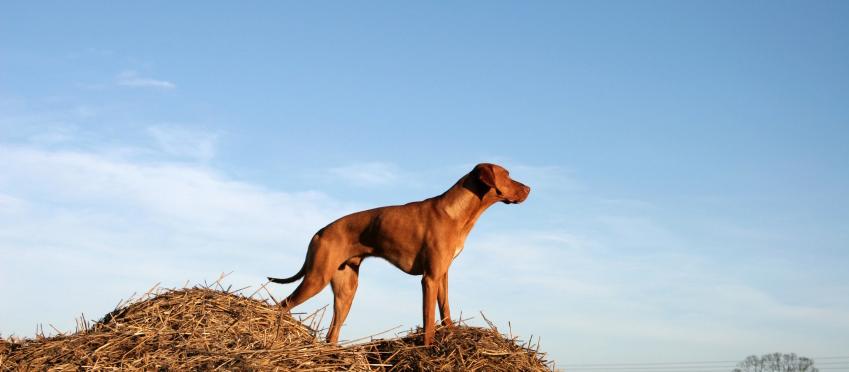 Dog Friendly Kansas