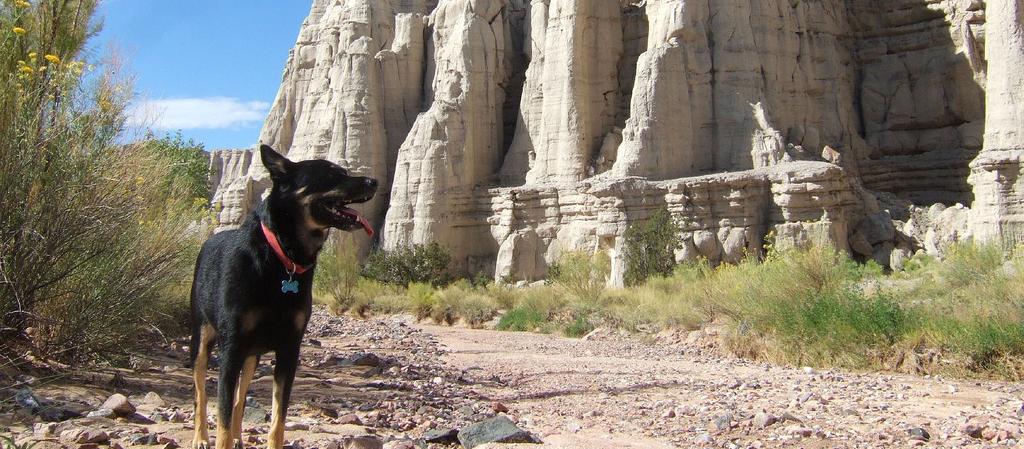 Dog Friendly Espanola, NM