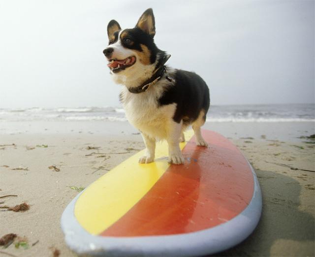 Dog on a Surfboard