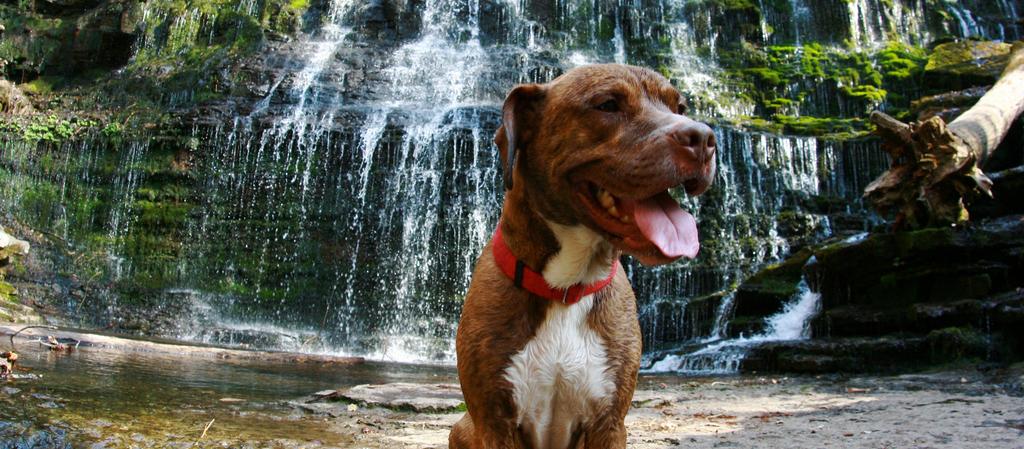 Dog Friendly Tullahoma, TN