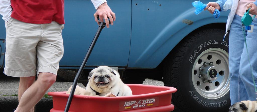 Dog Friendly Washington