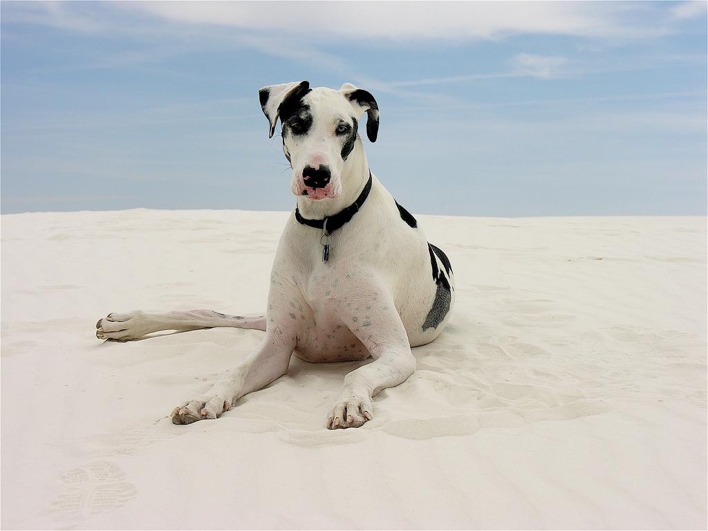 are dogs allowed at white sands