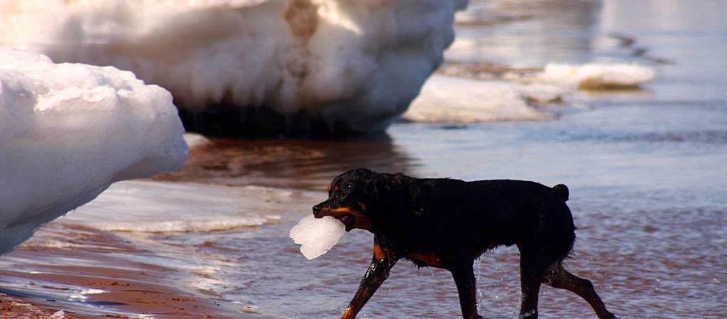 Dog Friendly New Brunswick