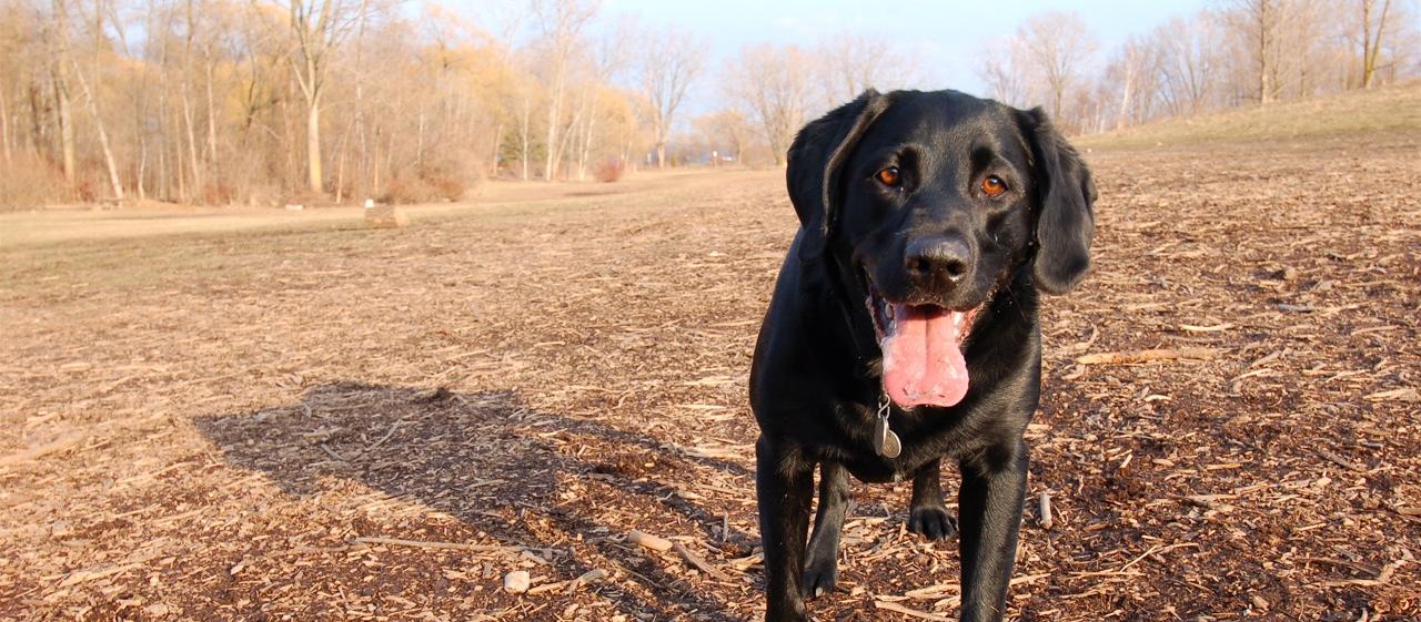 Dog Friendly Mississauga, ON