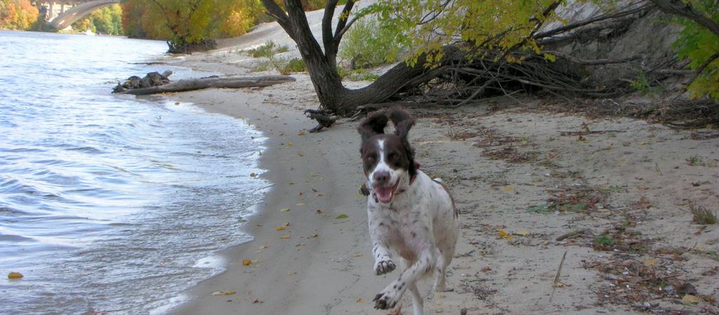 Dog Friendly Minnesota