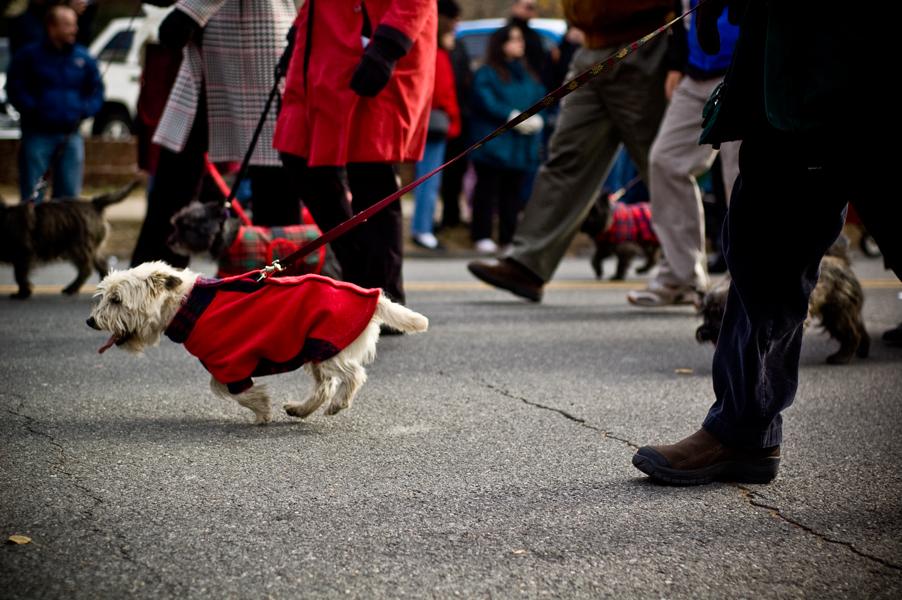 Dog Friendly Alexandria, VA Bring Fido