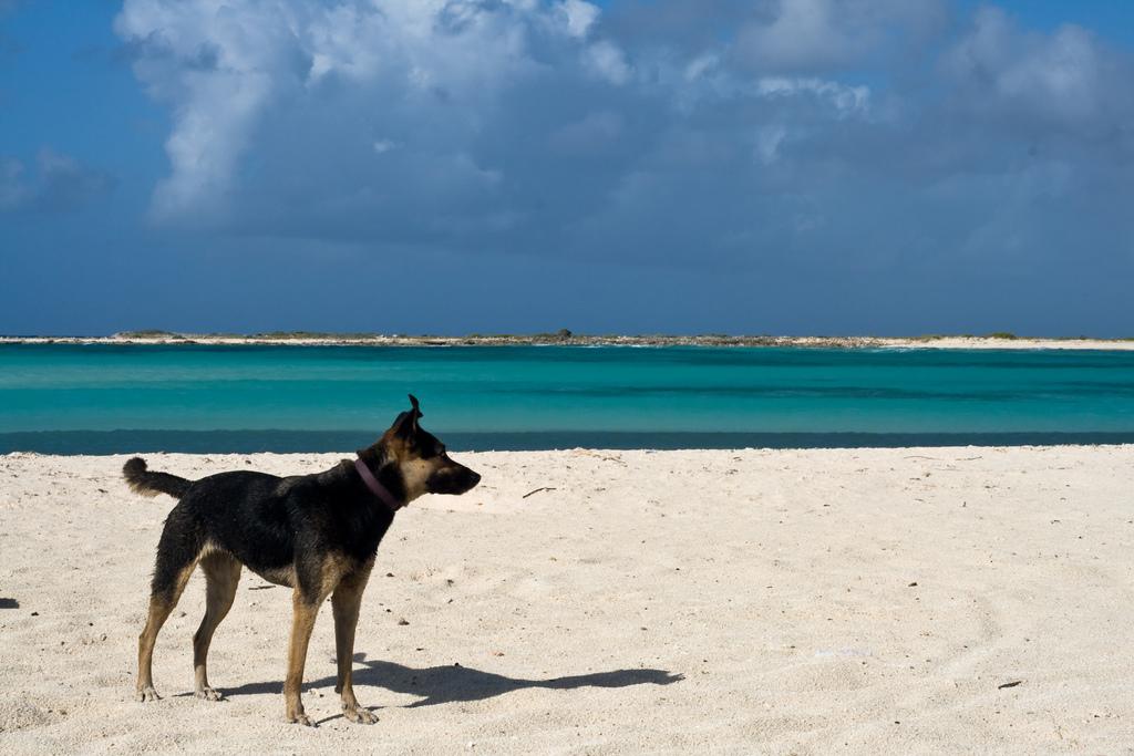 are dogs allowed in aruba