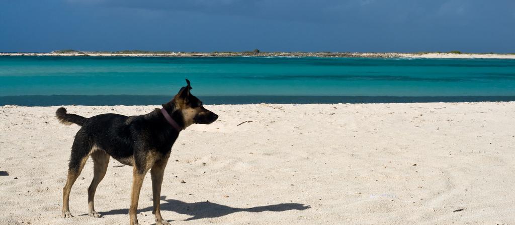 Dog Friendly Aruba