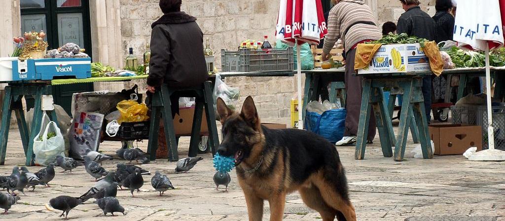Dog Friendly Croatia