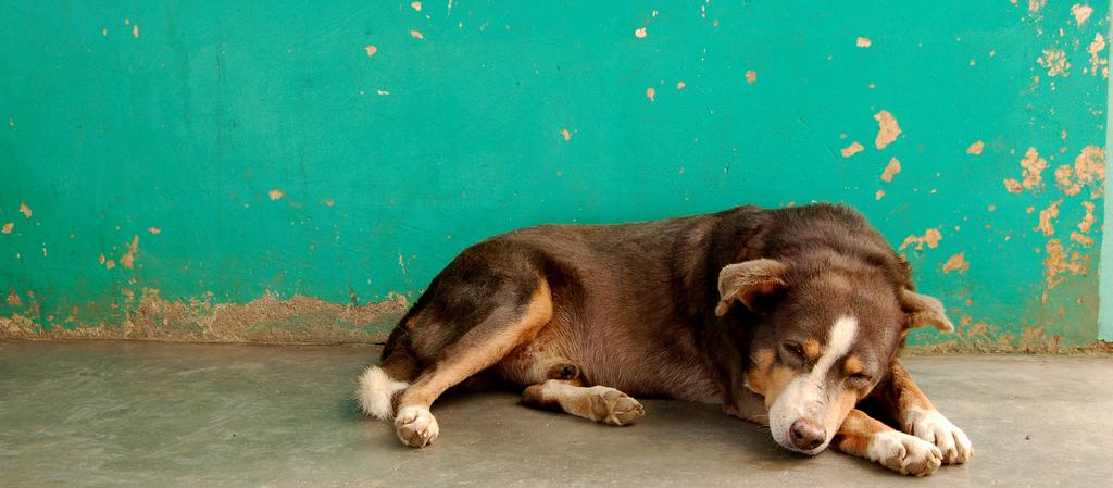 Dog Friendly Honduras