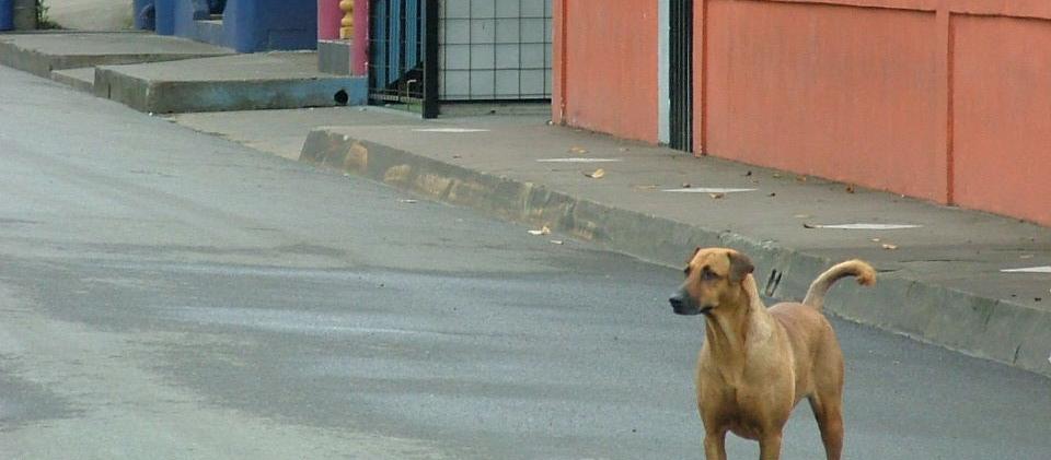 Dog Friendly Costa Rica