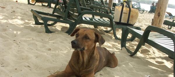 Dog Friendly Jamaica