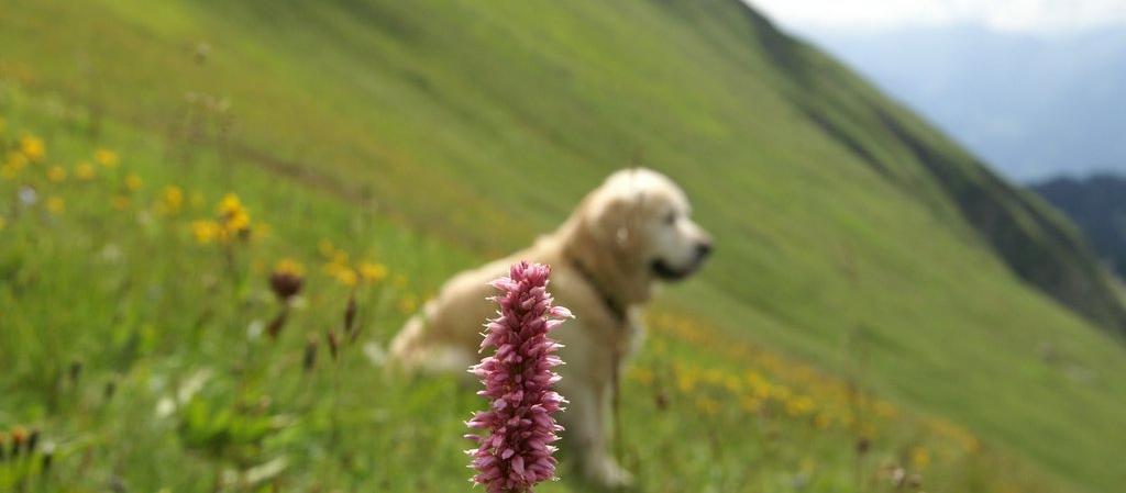 Dog Friendly Switzerland